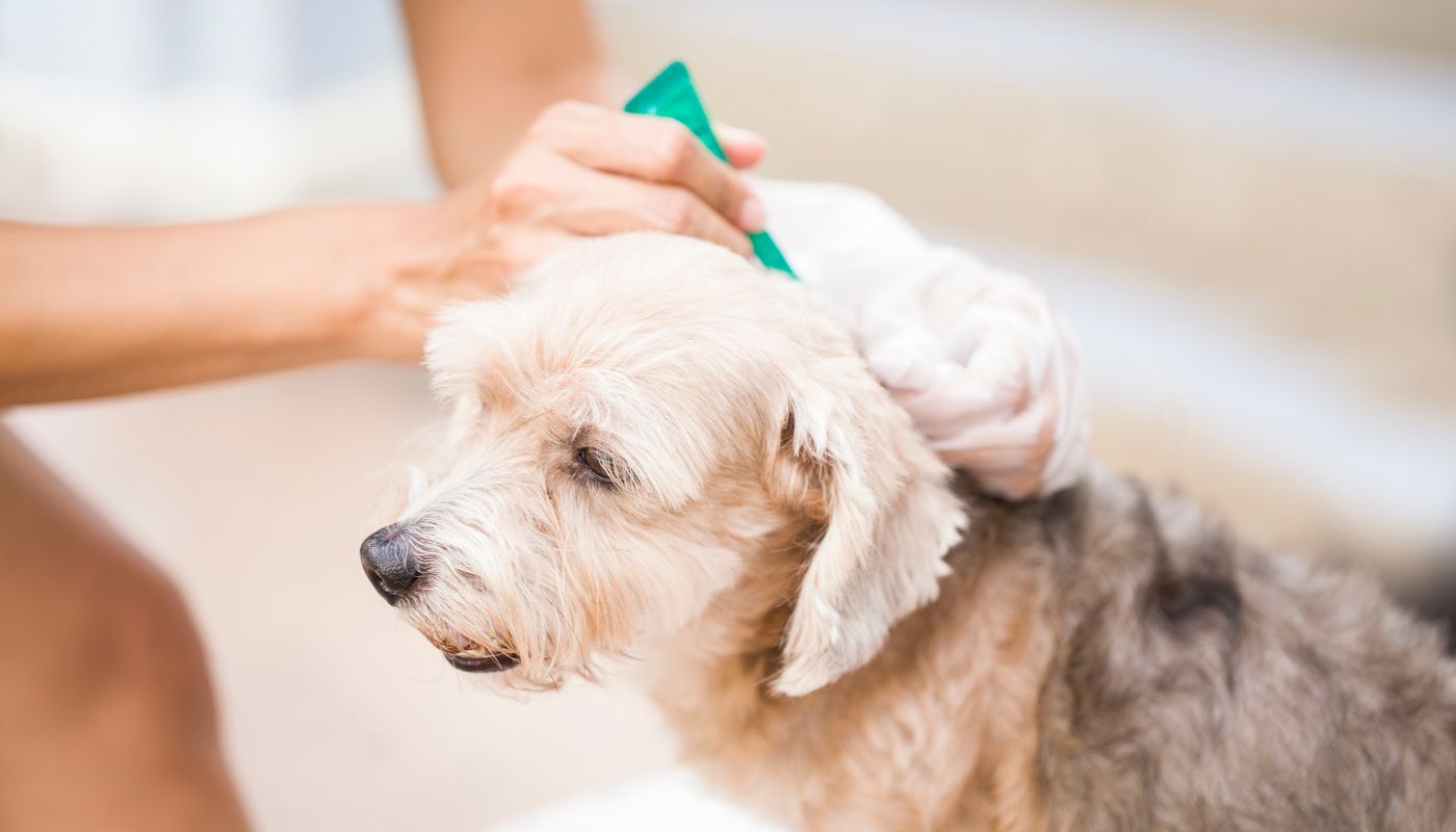 Bravecto Effective Flea Treatment For Pets